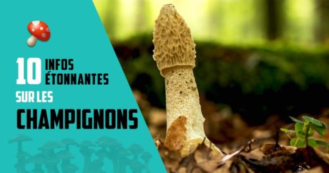 10 infos étonnantes sur les champignons