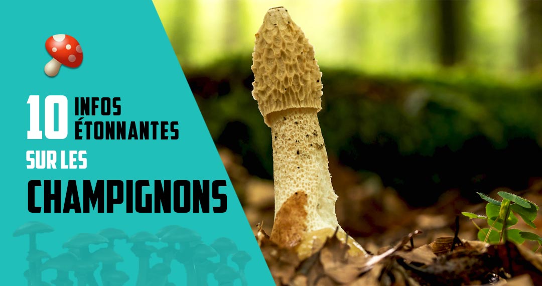 10 infos étonnantes sur les champignons - Blog de l'Impossible